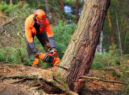 Best Hazardous Tree Removal  in Cleveland, OK