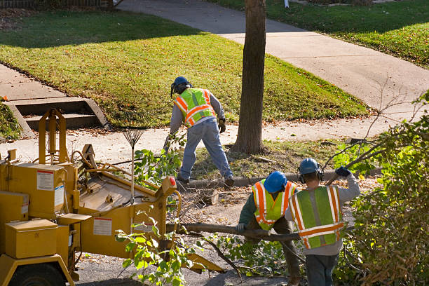 Professional Tree Services in Cleveland, OK