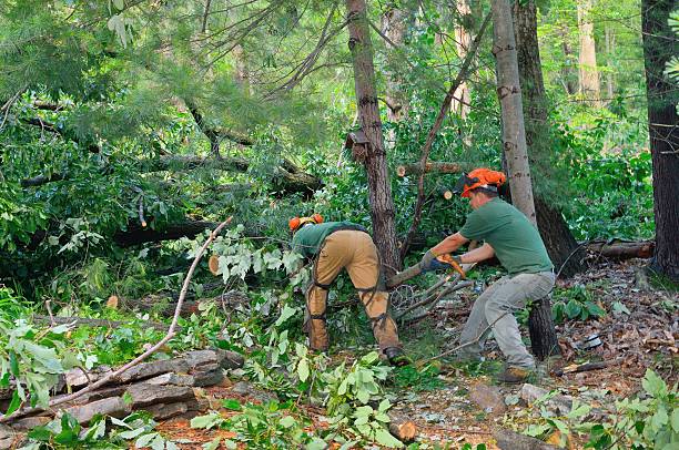 Best Root Management and Removal  in Cleveland, OK