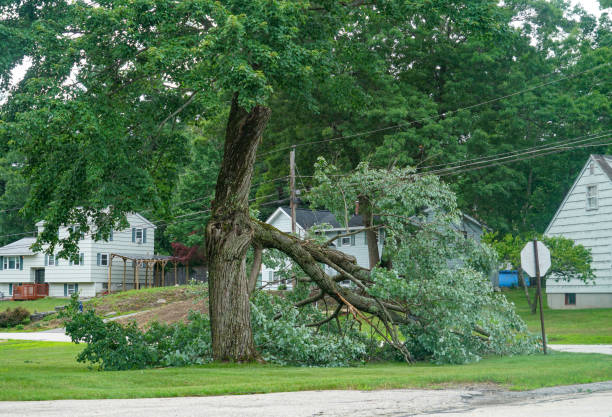 Best Tree Disease Treatment  in Cleveland, OK