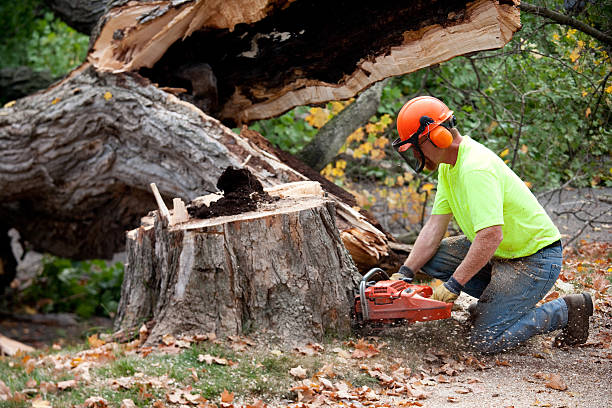 Best Tree Maintenance Programs  in Cleveland, OK