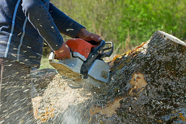 Best Leaf Removal  in Cleveland, OK